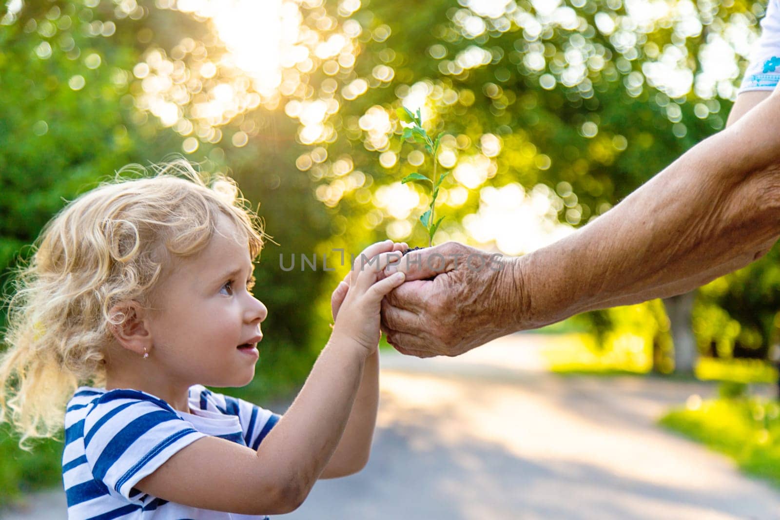 Grandmother and child hold a tree sprout in their hands. Selective focus. Nature.