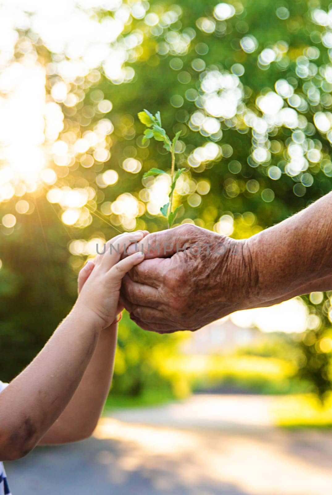 Grandmother and child hold a tree sprout in their hands. Selective focus. Nature.