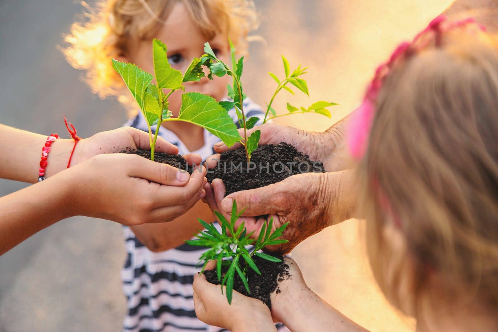 Grandmother and child hold a tree sprout in their hands. Selective focus. Nature.