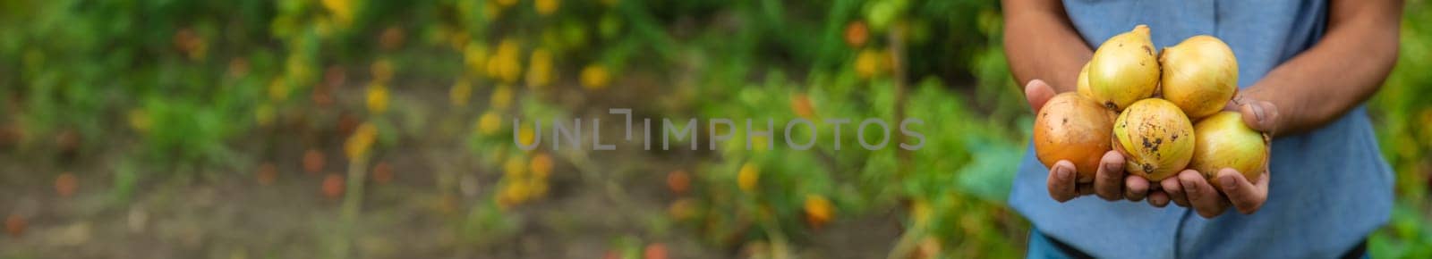 Onion harvest in the hands of a farmer. Selective focus. Food.