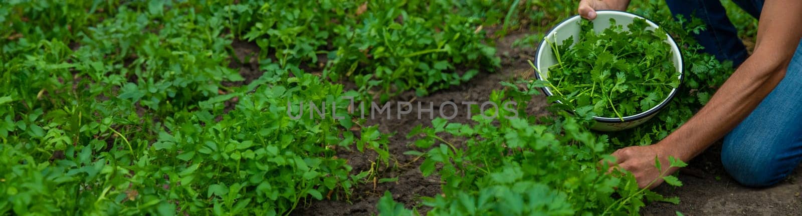 A farmer is harvesting cilantro in the garden. Selective focus. Food.