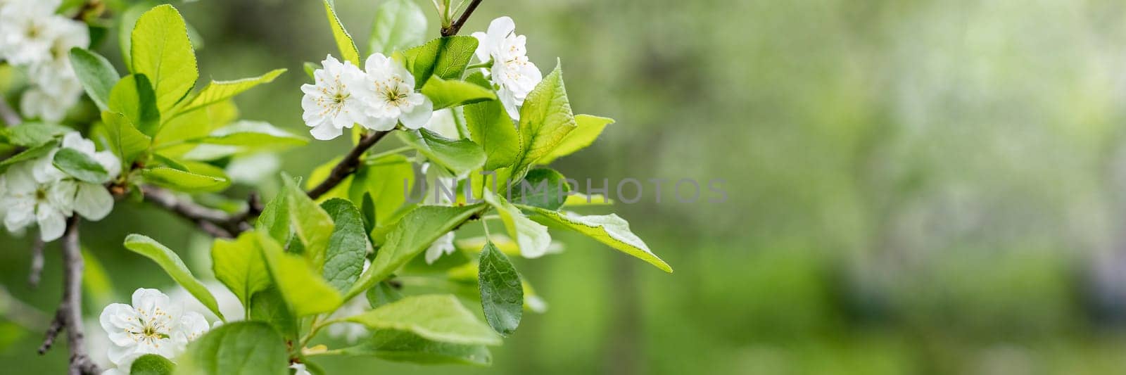 White flowers on the branches of a plum tree on a nice sunny day with a blue sky in the background in early spring