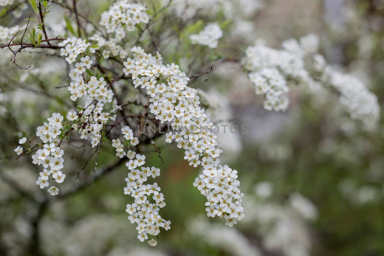 Cherry blossom plant with common name wild cherry, sweet cherry, gean or bird cherry and scientific name Prunus avium.Bird cherry tree, Prunus padus blooming on a warm spring evening by YuliaYaspe1979