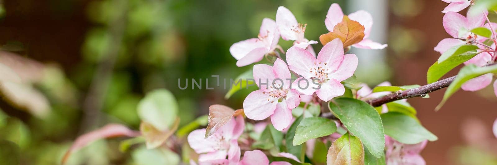 Spring background with white cherry plum blossoms in sunlight. Cherry plum blossoms