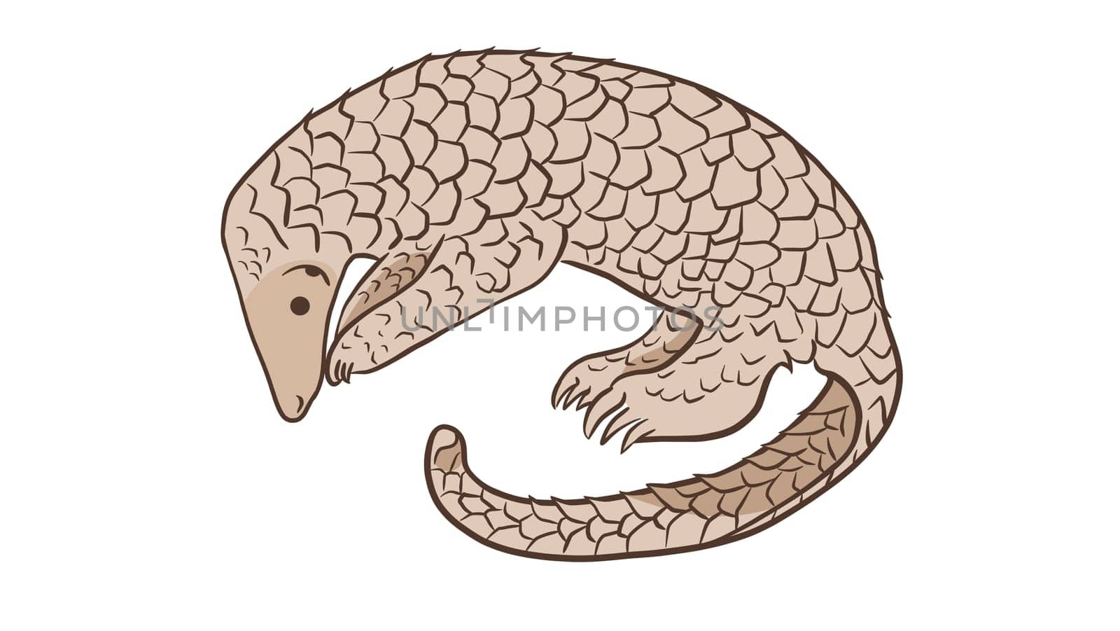 Pangolin or scaly anteater, a scales covered mammal from tropical areas such as Africa and Asia. by XabiDonostia