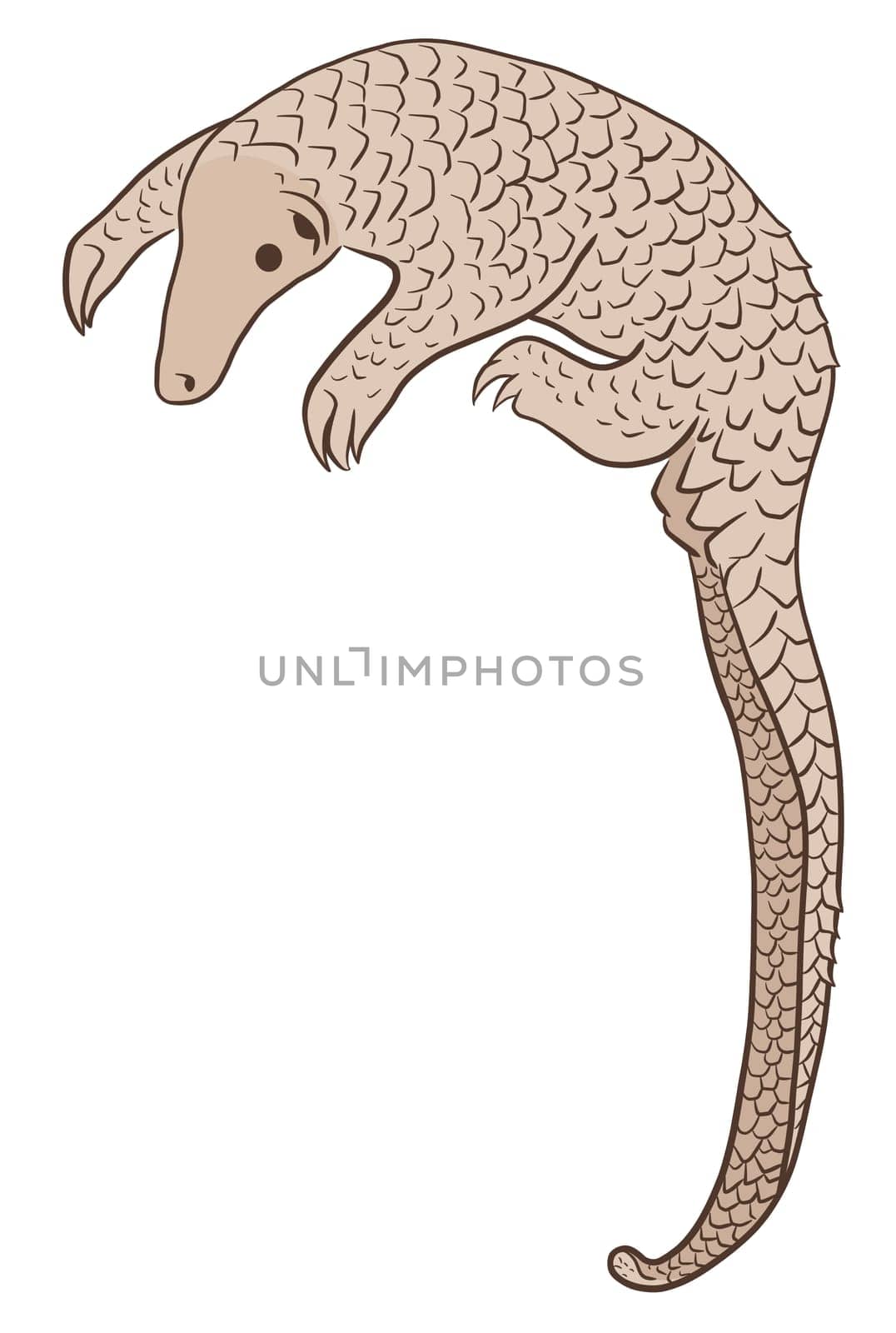 Pangolin or scaly anteater, a scales covered mammal from tropical areas such as Africa and Asia.