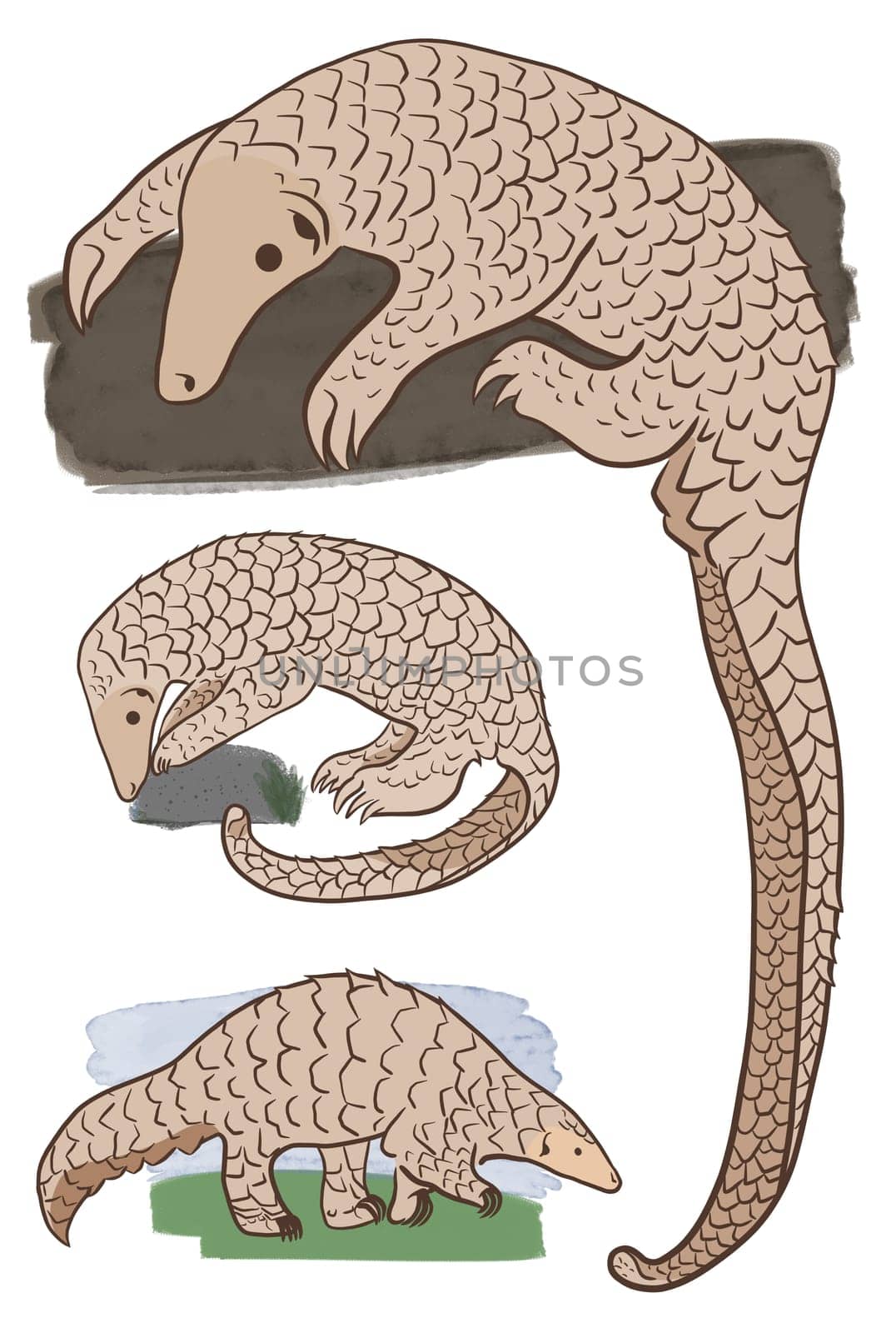 Pangolin or scaly anteater, a scales covered mammal from tropical areas such as Africa and Asia.