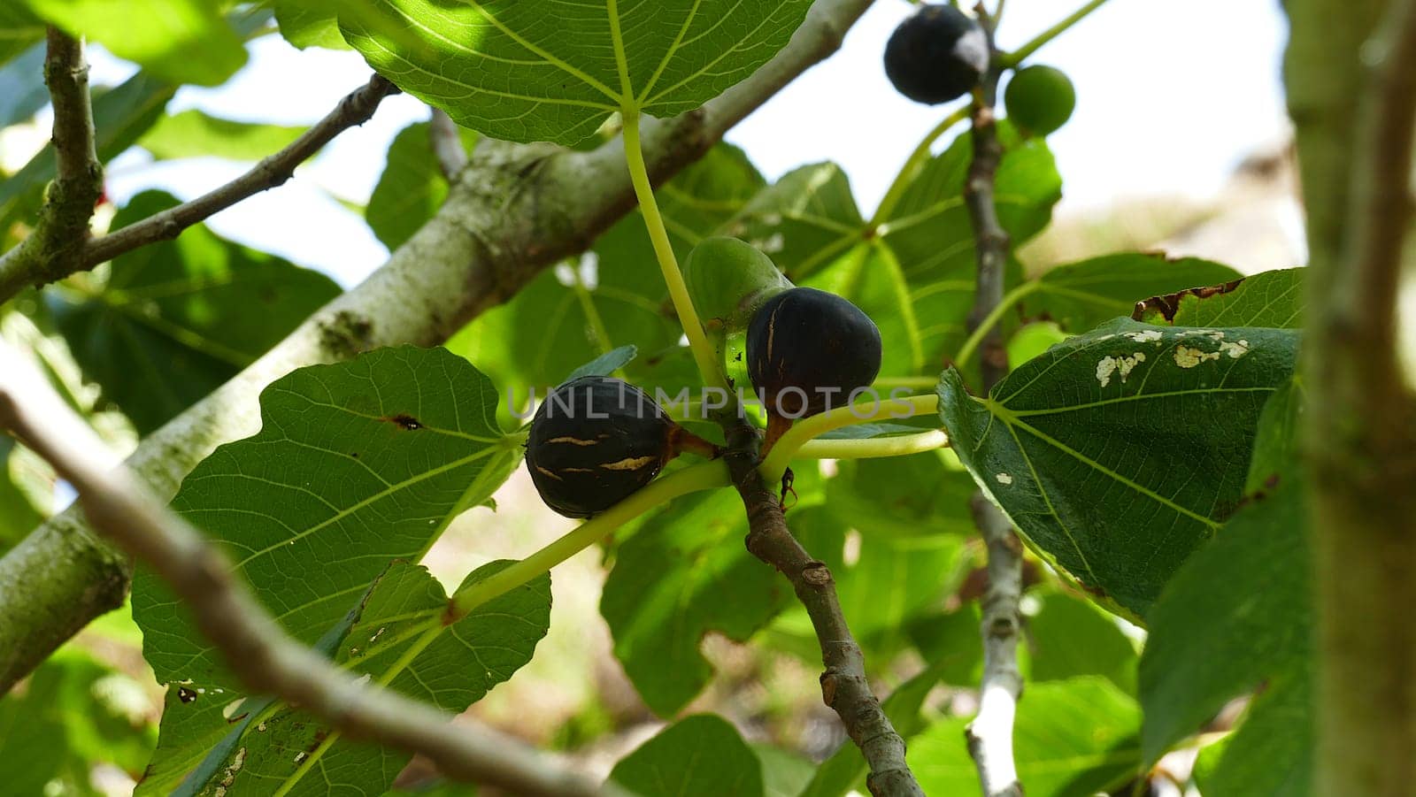 Cantabrian Sea coast in the Basque Country. Fig tree with figs. by XabiDonostia