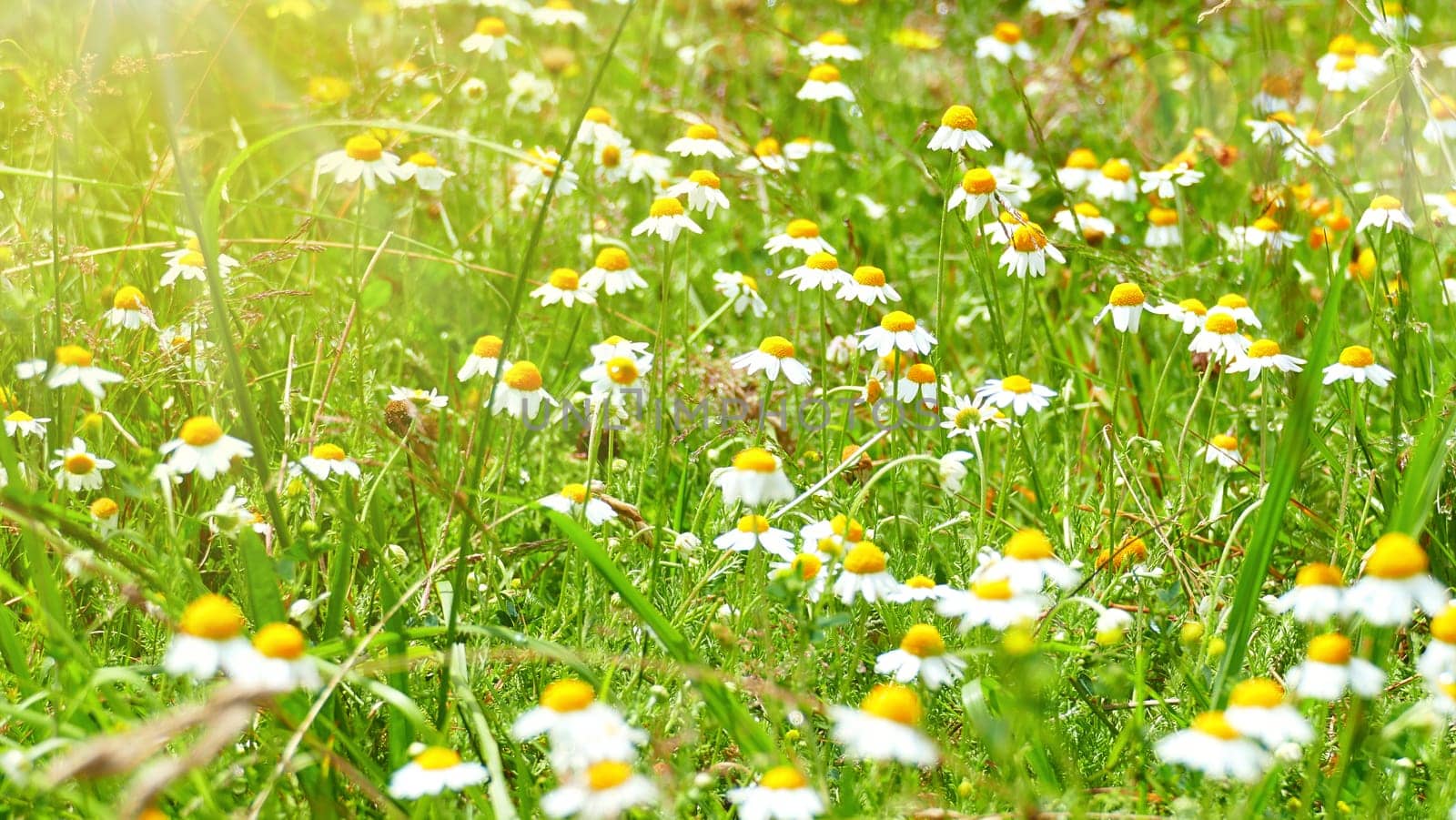 Field of daisies in spring.