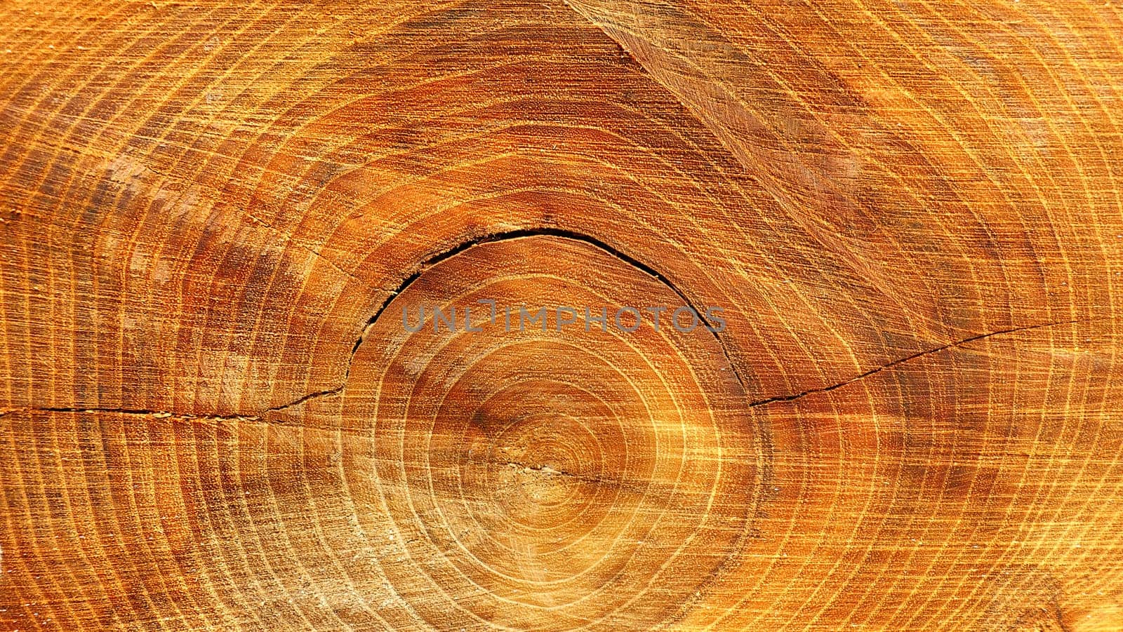 Trunk cut from a tree with the detail of the rings in the wood by XabiDonostia