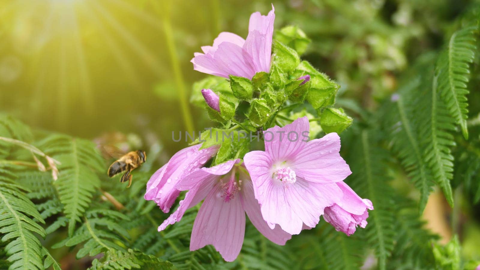 Bee flying at a flowering plant by XabiDonostia