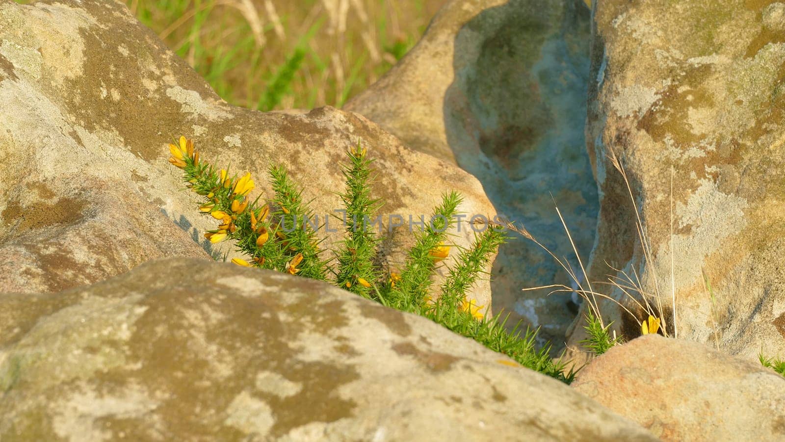 Plant on a rock in a natural park