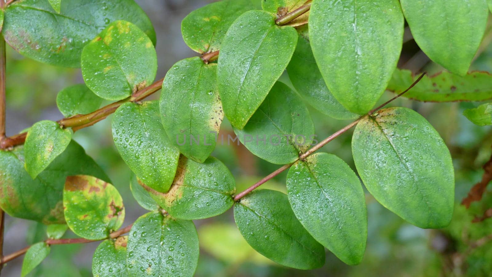 Wet leaves among the vegetation of the forest. Unedited photograph. by XabiDonostia