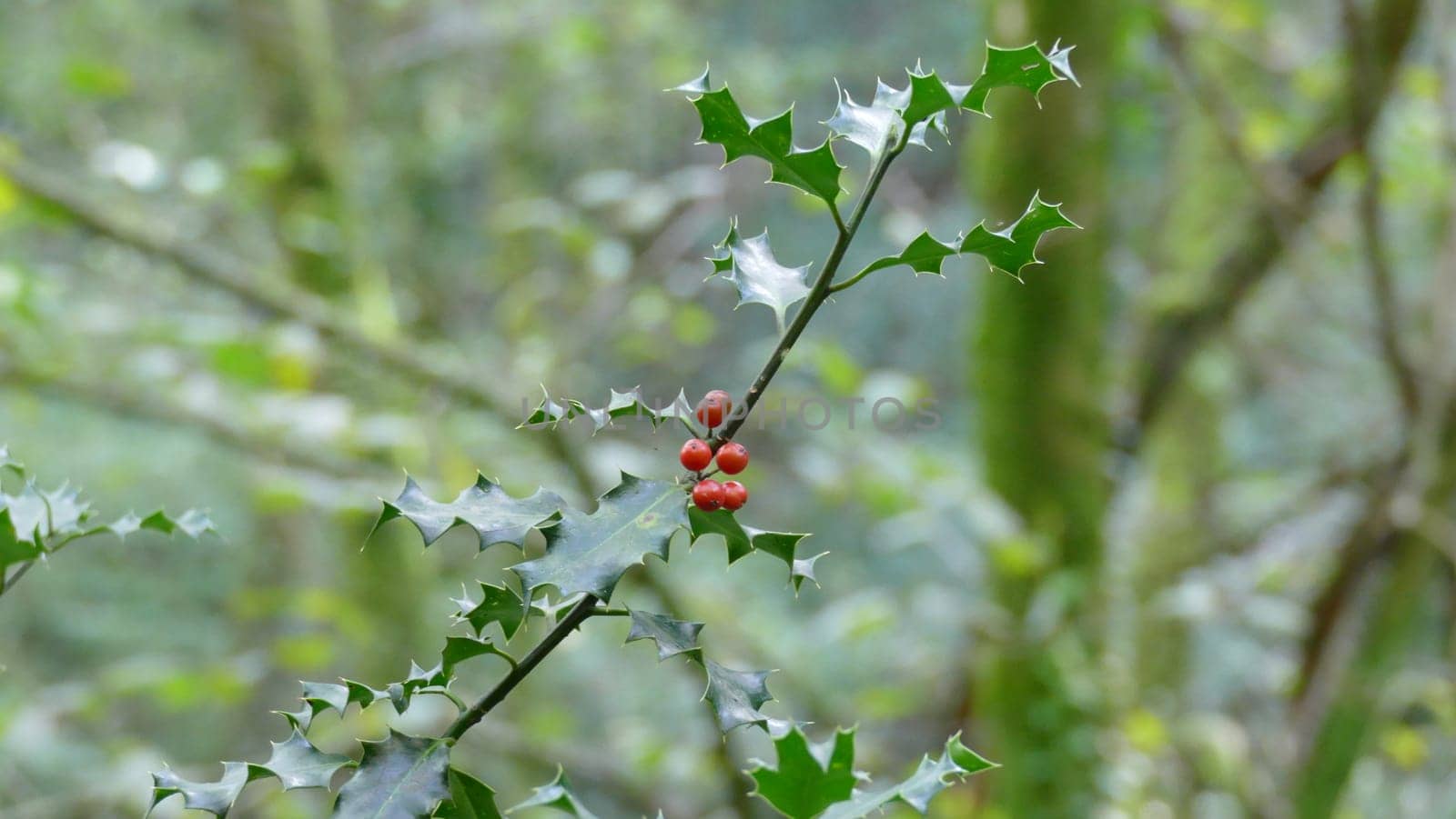 Branch and leaves of holly among the vegetation of the forest. Unedited photograph. by XabiDonostia