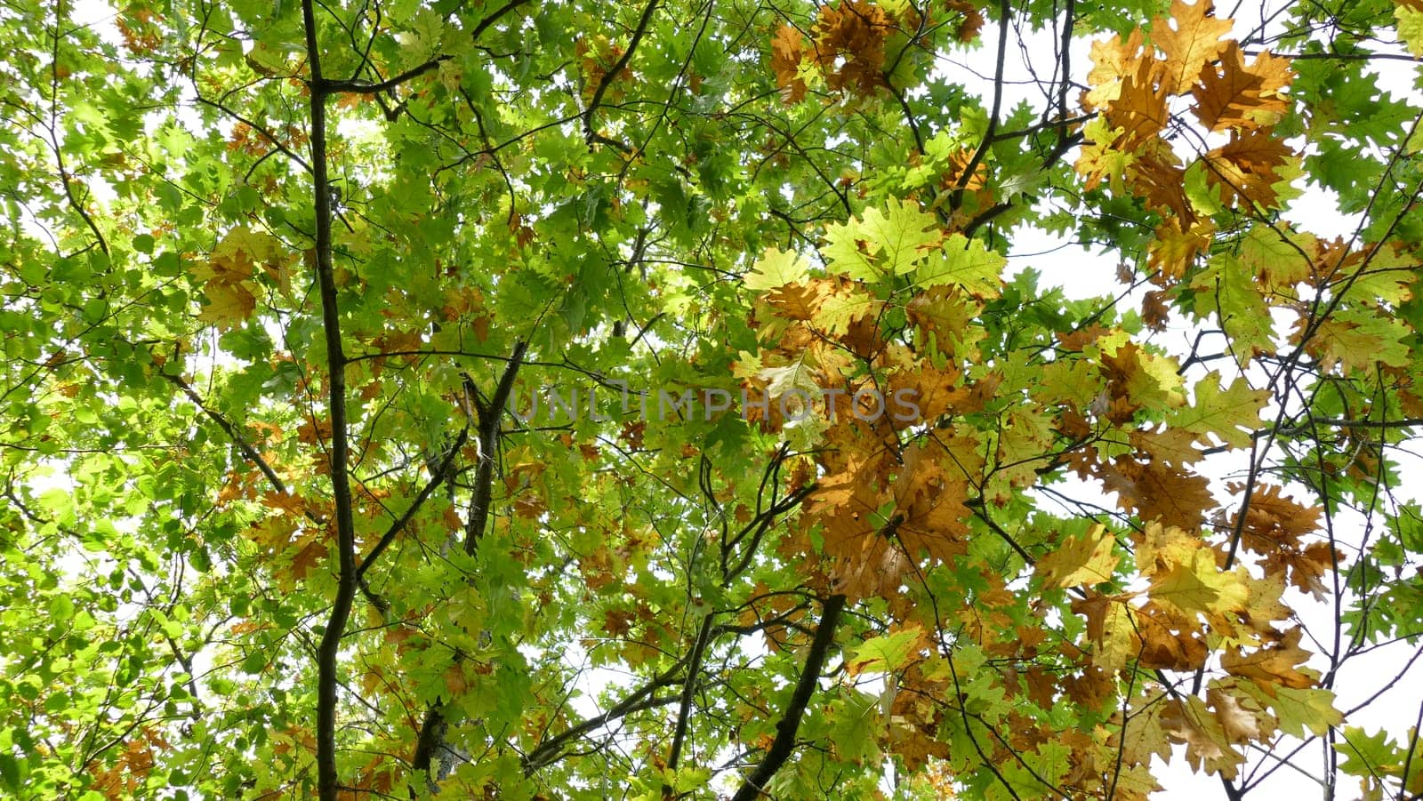 Tree leaves and branches among the forest vegetation. Unedited photograph.