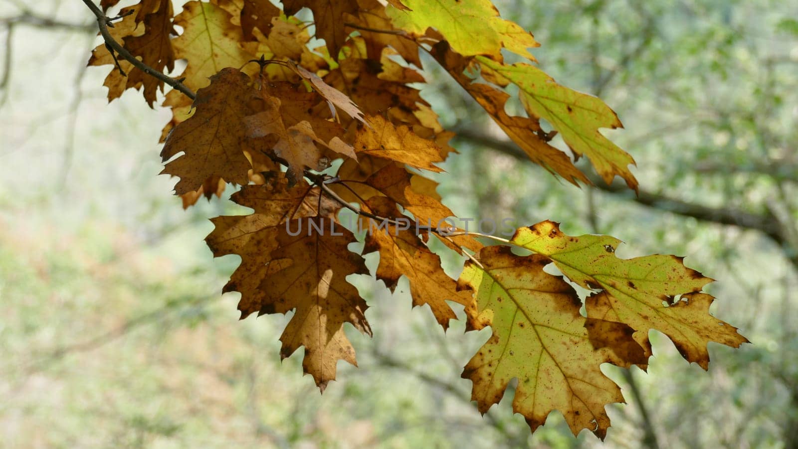 Tree leaves and branches among the forest vegetation. Unedited photograph.