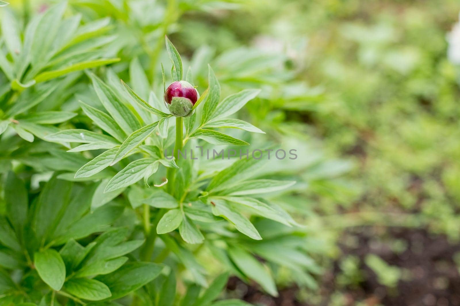 Closed buds of pink peonies in the garden. The beginning of the flowering of peonies.Closed green bud unblown peony.