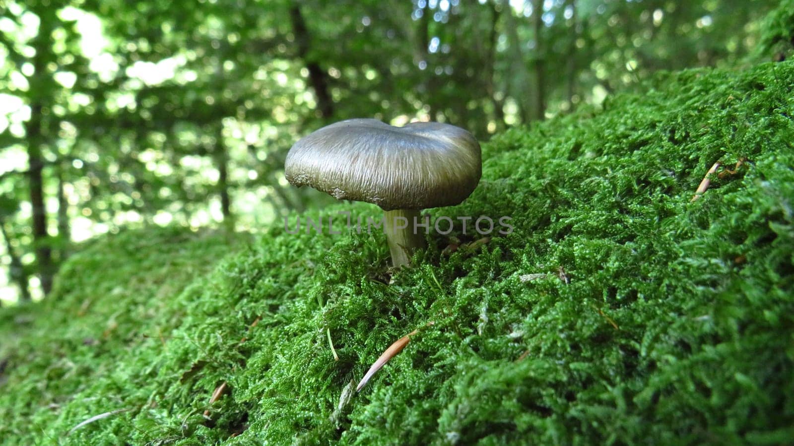 Golden mushroom in the forest by XabiDonostia