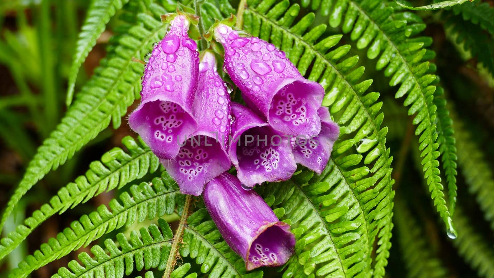 Foxglove, bell shaped flowers and drops of water on a fern leaf by XabiDonostia