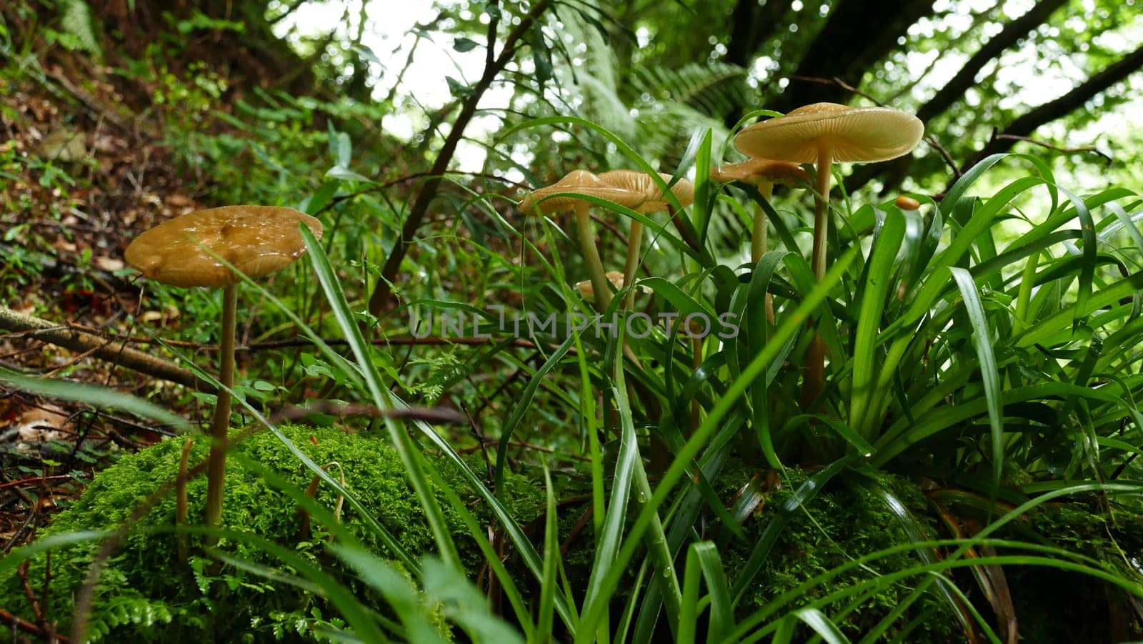 Group of mushrooms among the forest vegetation