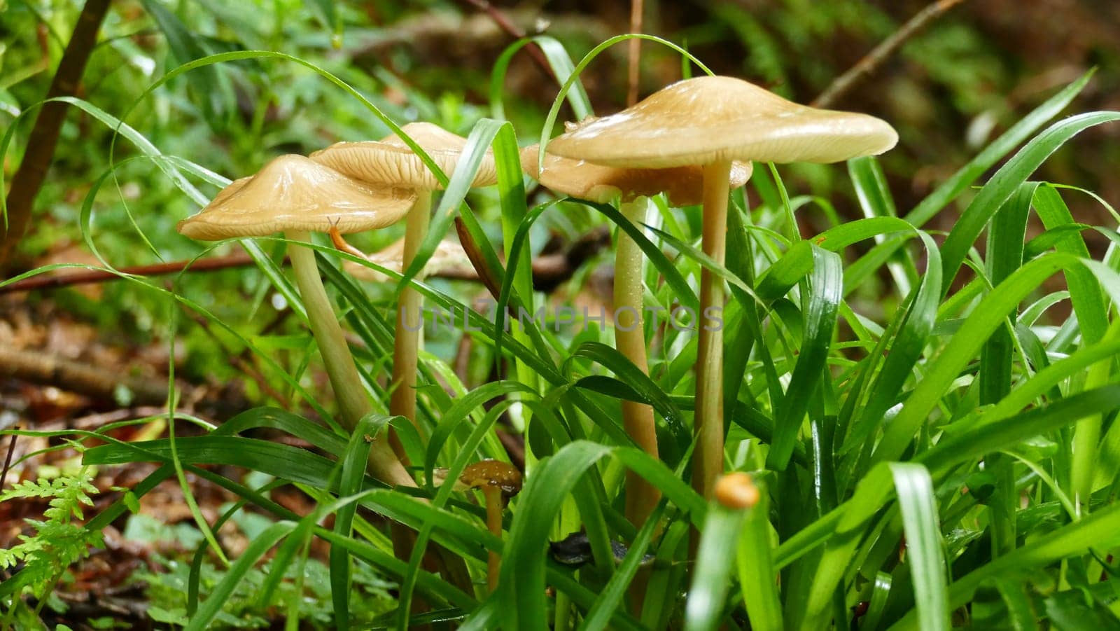 Group of mushrooms among the forest vegetation by XabiDonostia