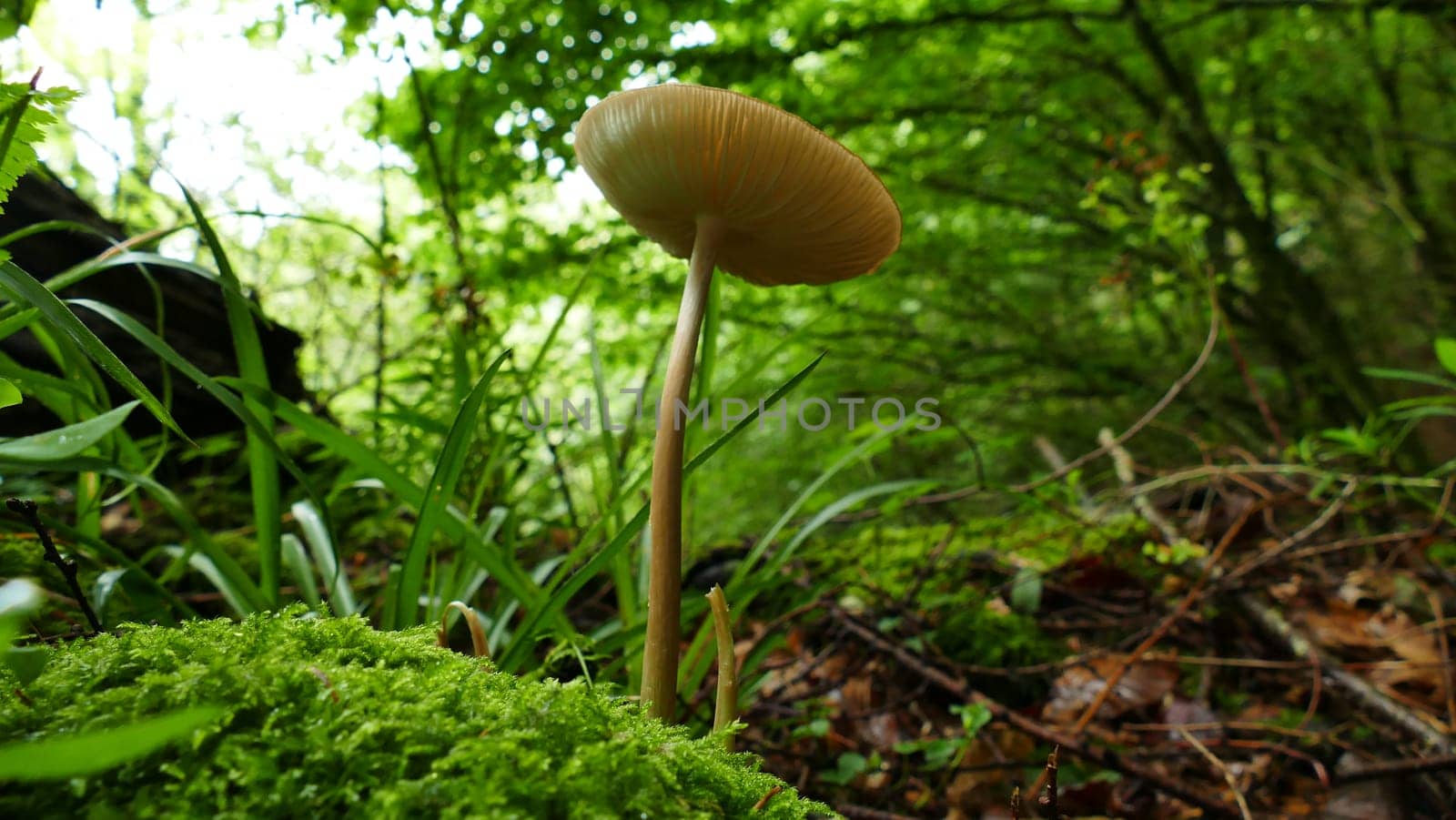 Mushrooms among the forest vegetation by XabiDonostia
