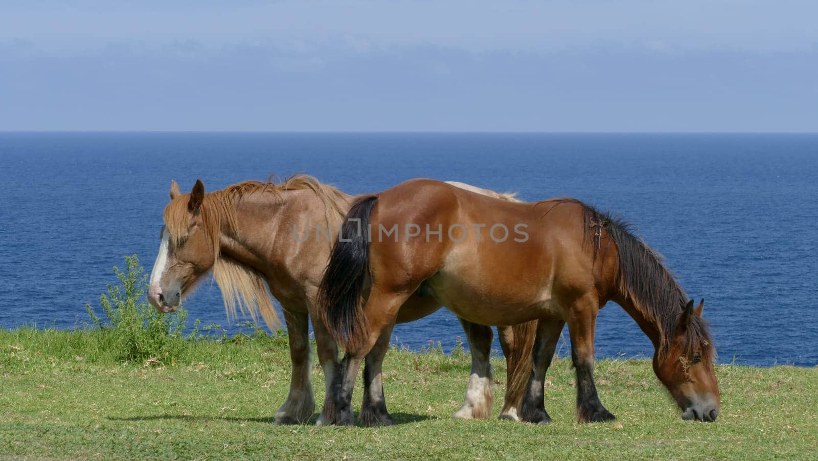 Horses with long hair in the sun with the sea breeze from the coast