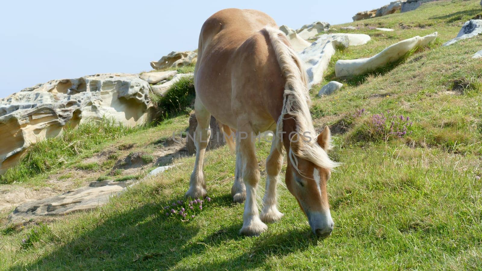 Brown horse grazing on a hillside by XabiDonostia