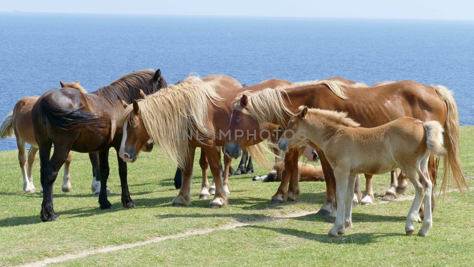 Herd of horses in the sun with the sea breeze from the coast by XabiDonostia