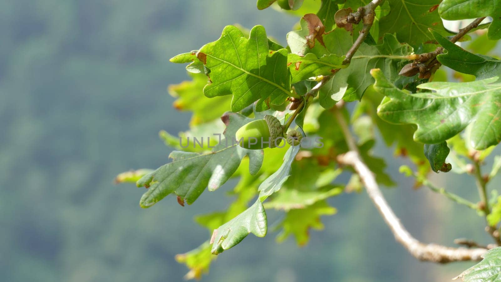 Branch of an oak tree with acorns among the vegetation of the mountain by XabiDonostia