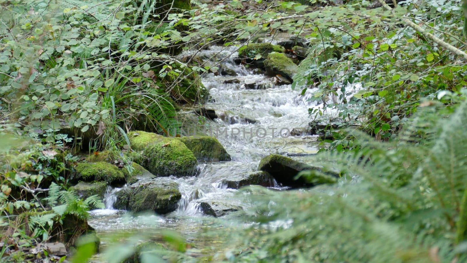 River with small waterfall among the forest vegetation by XabiDonostia