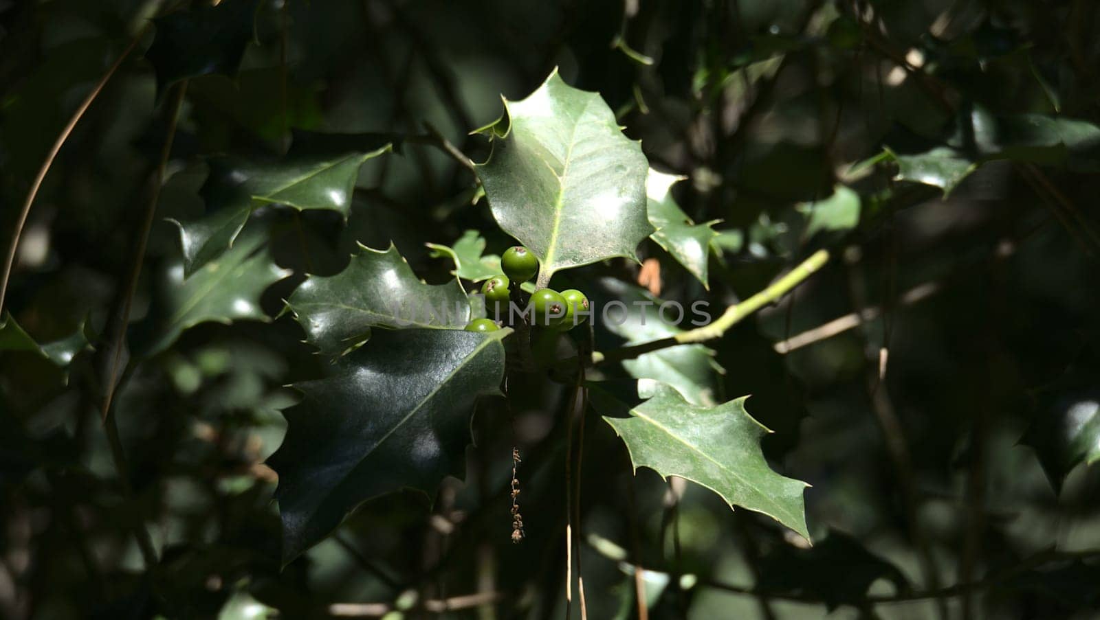 Branch and leaves of holly among the vegetation in the forest by XabiDonostia