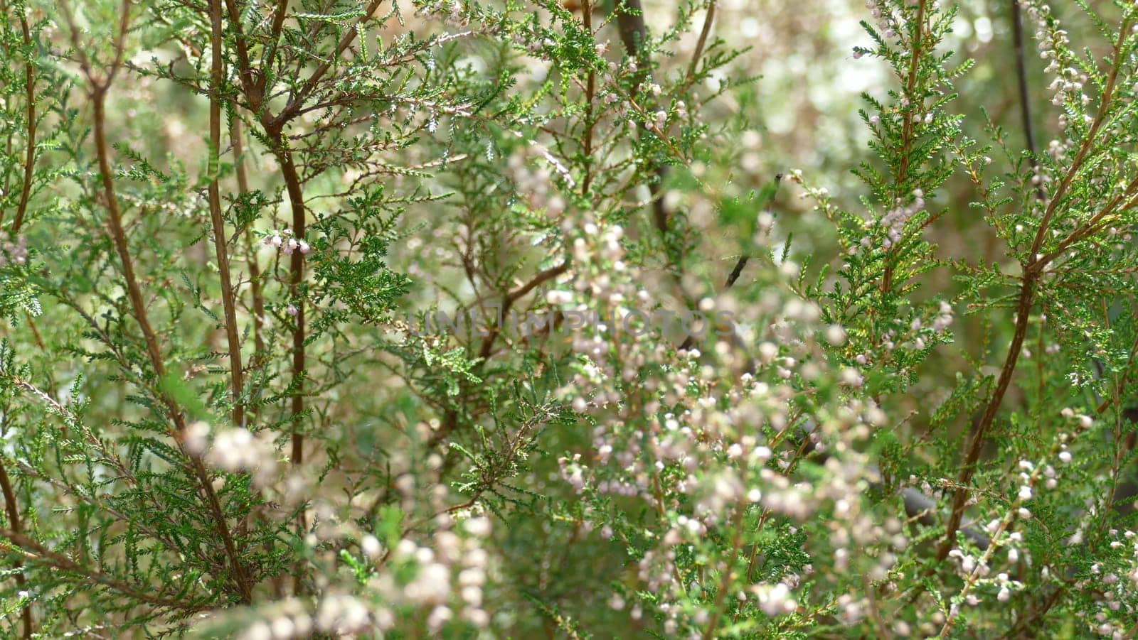 Plants with small flowers among the vegetation of the forest. by XabiDonostia