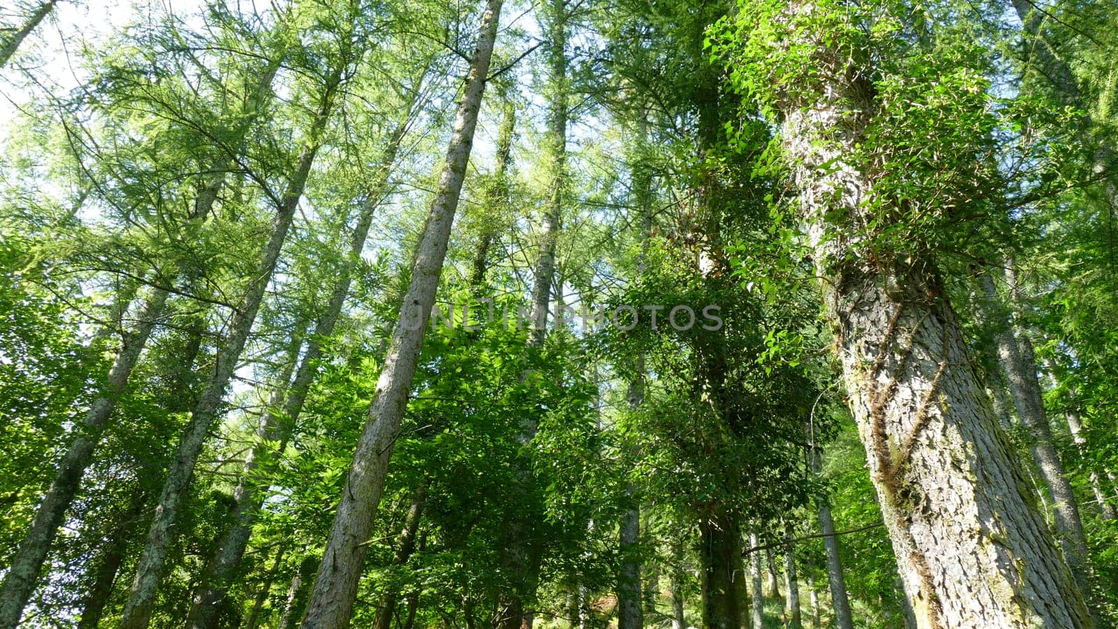 Forest trees on a sunny day by XabiDonostia