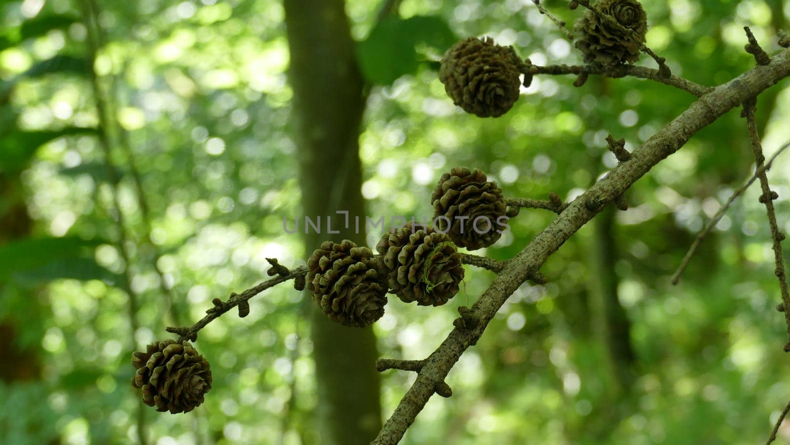 Branch of a tree with pine cones in a forest by XabiDonostia