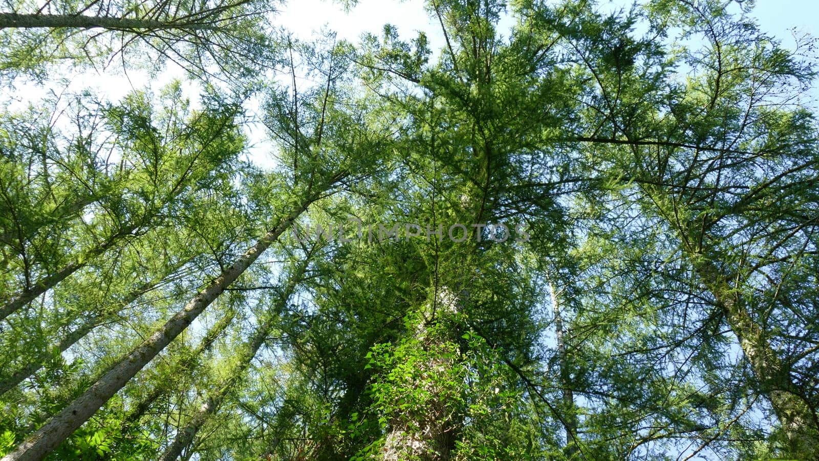 Forest trees on a sunny day by XabiDonostia