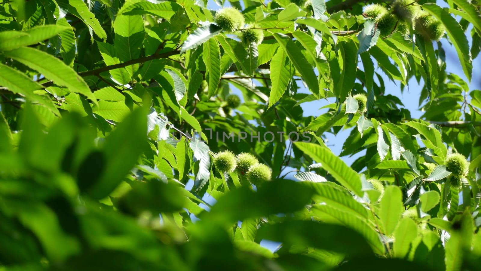 Branches of a chestnut tree in the top of the tree by XabiDonostia