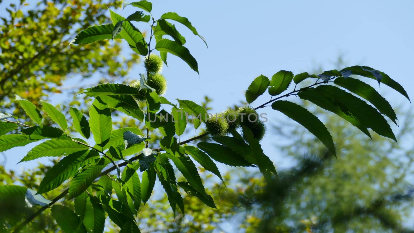 Branches of a chestnut tree in the top of the tree by XabiDonostia