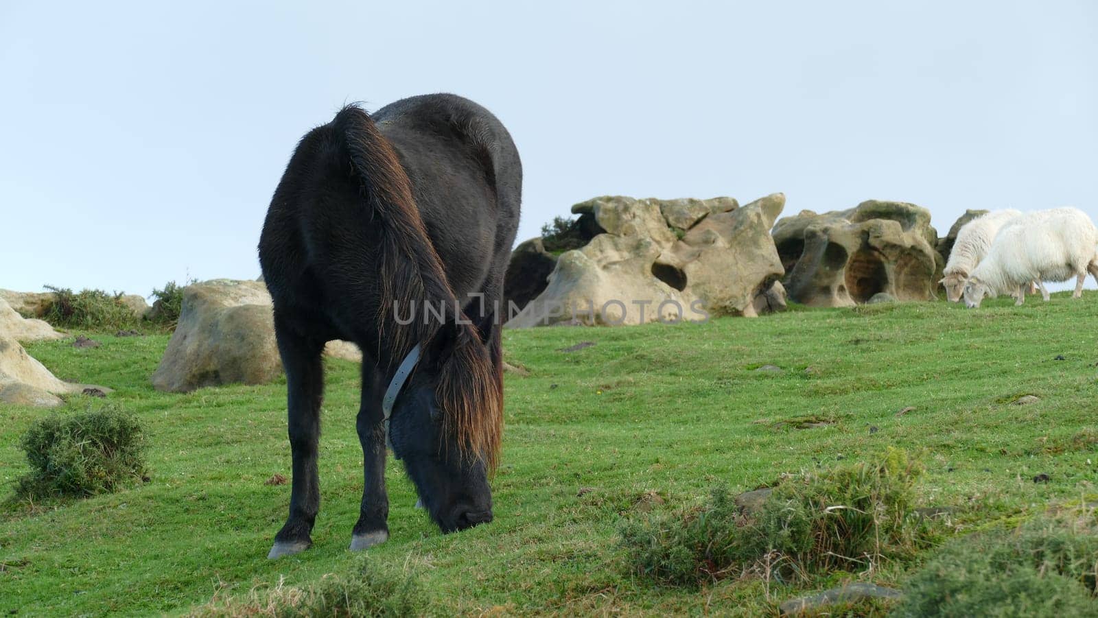 Horse and sheep grazing on a mountain top