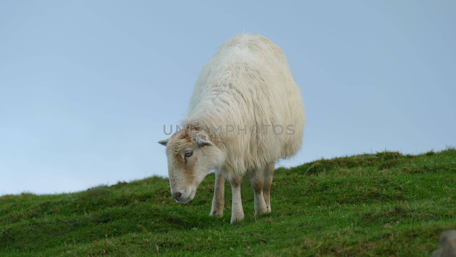 Sheep grazing on a mountaintop by XabiDonostia