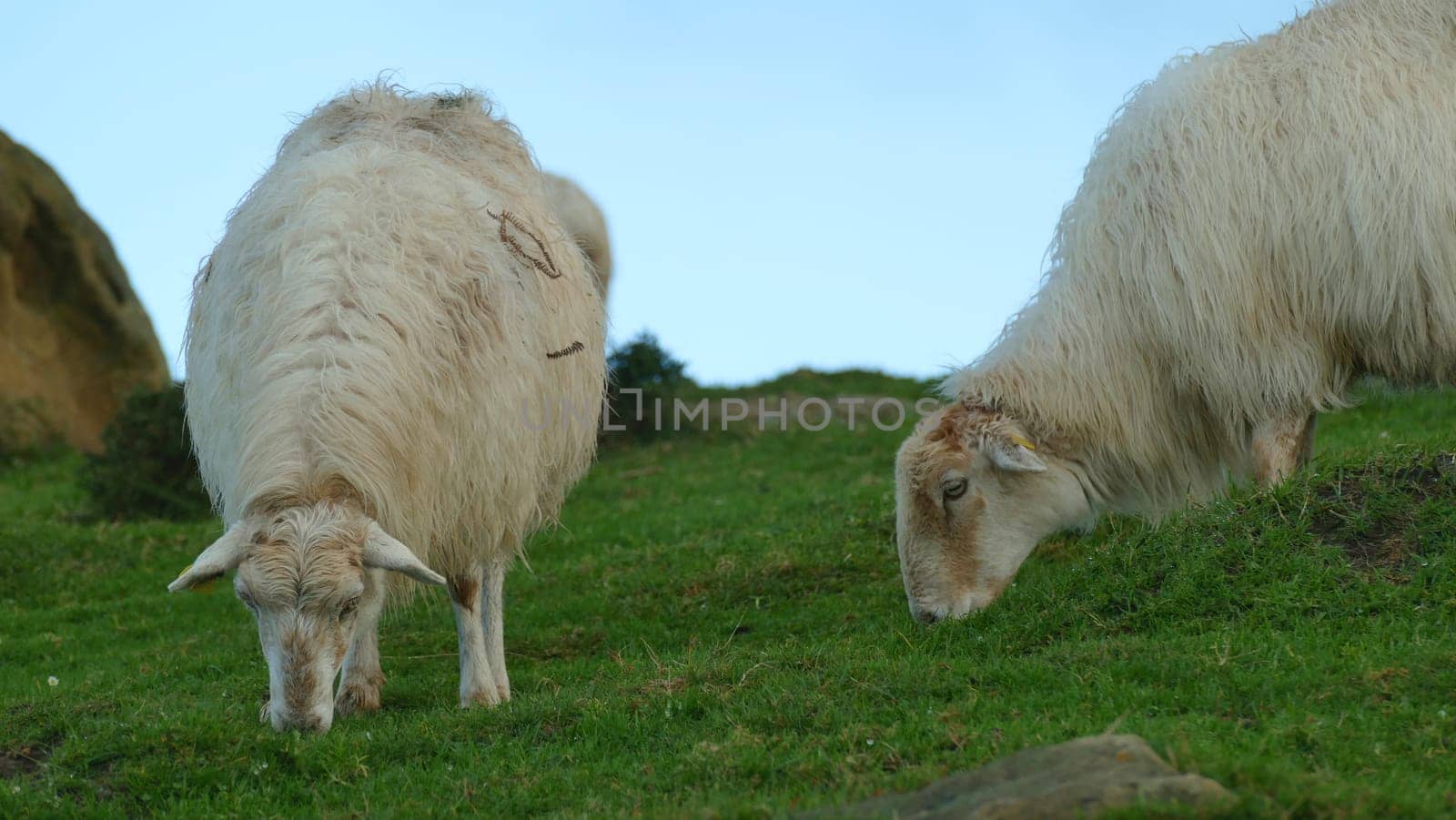 Sheep grazing on a mountaintop