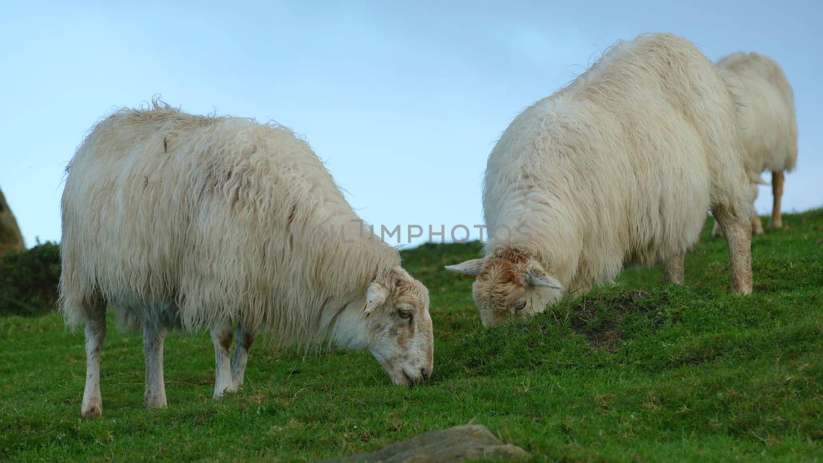 Sheep grazing on a mountaintop