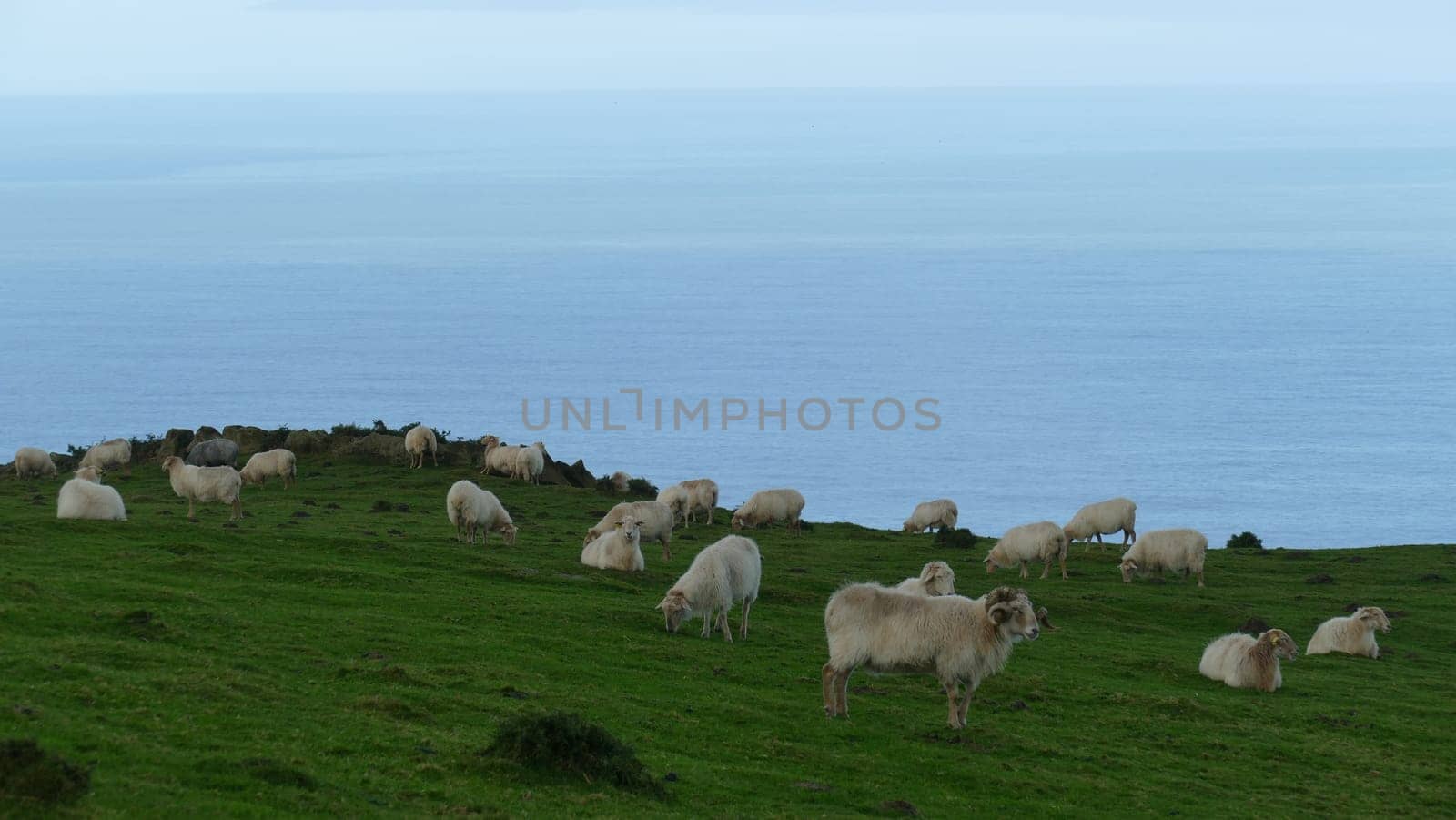 Flock of sheep grazing and resting on the top of a mountain on the sea shore by XabiDonostia