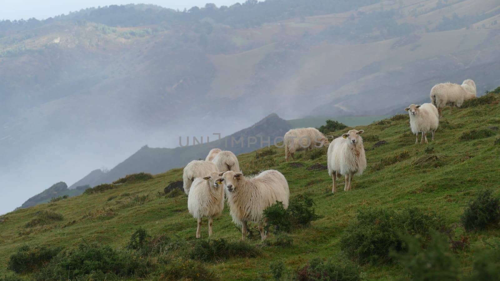 Flock of sheep grazing on a mountain top by XabiDonostia