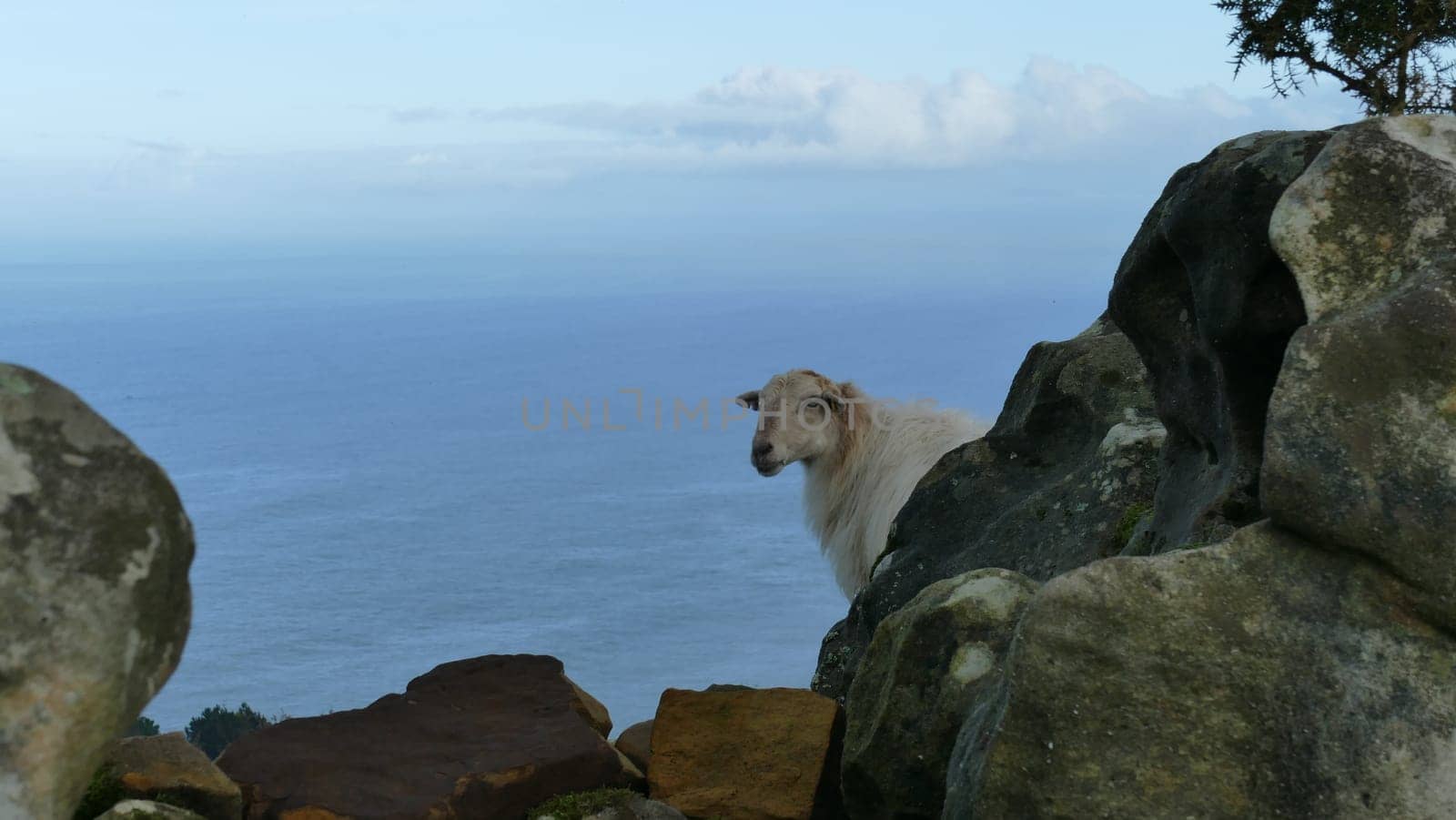 Sheep observing on top of a mountain by the sea shore