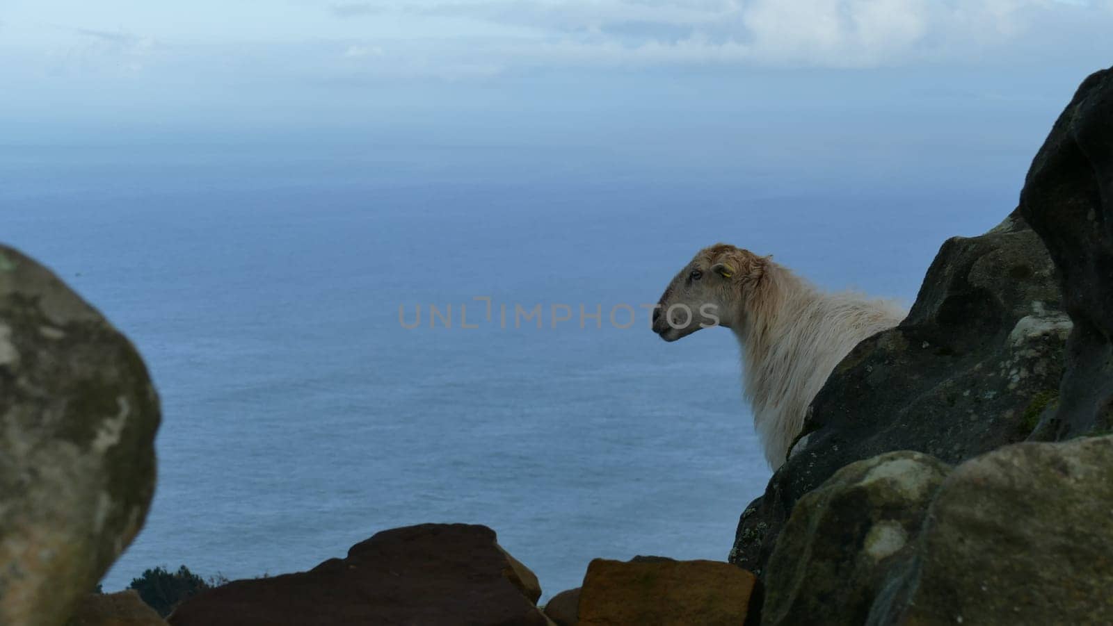 Sheep observing on top of a mountain by the sea shore