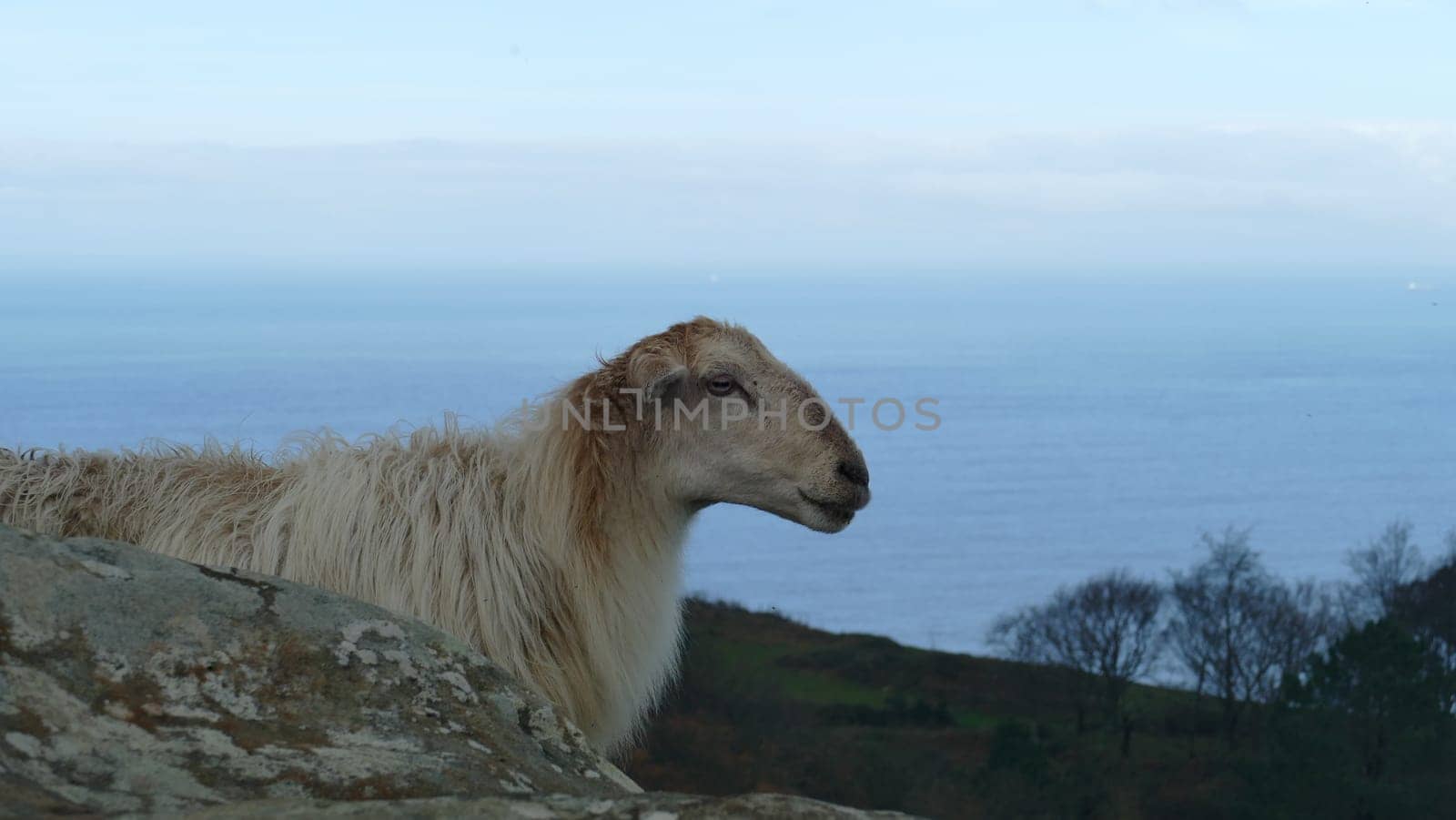 Sheep observing on top of a mountain by the sea shore by XabiDonostia