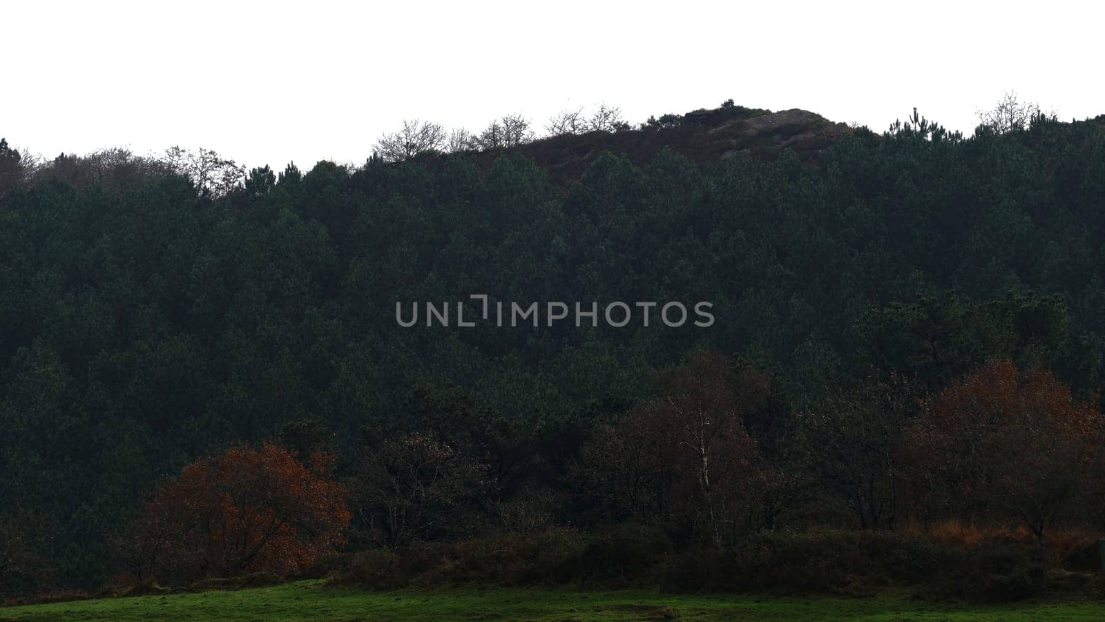 Mount with grove of trees in autumn and grassy pathway by XabiDonostia