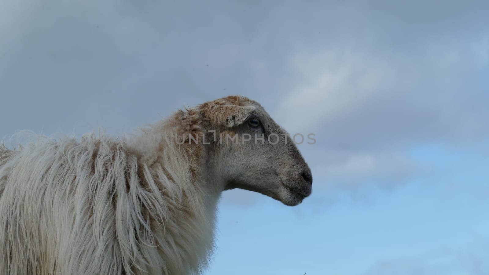 Sheep observing on a mountain top