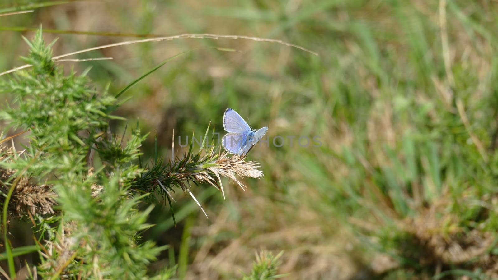 Blue butterfly on hawthorn plant